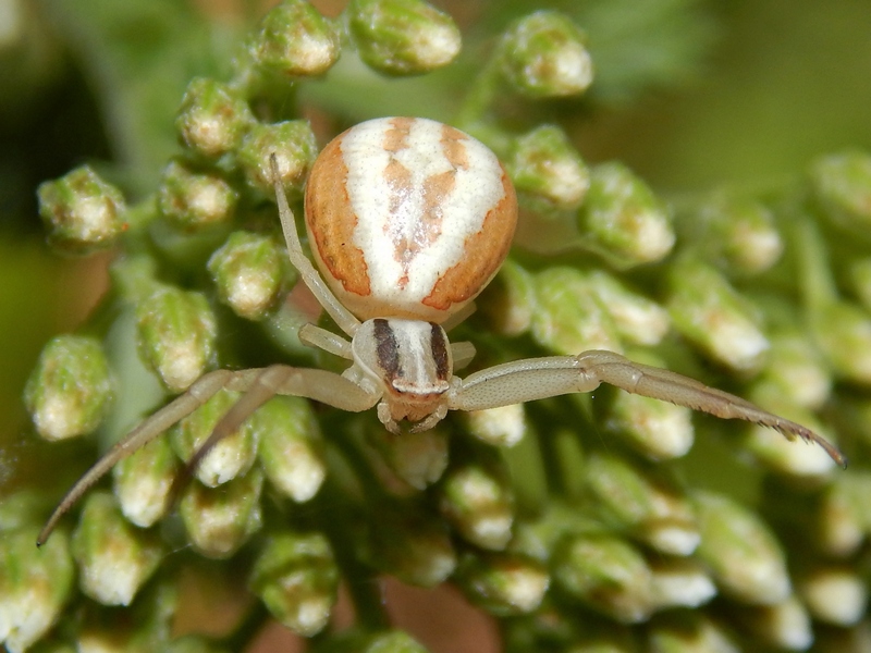 Runcinia grammica - Magenta (MI)
